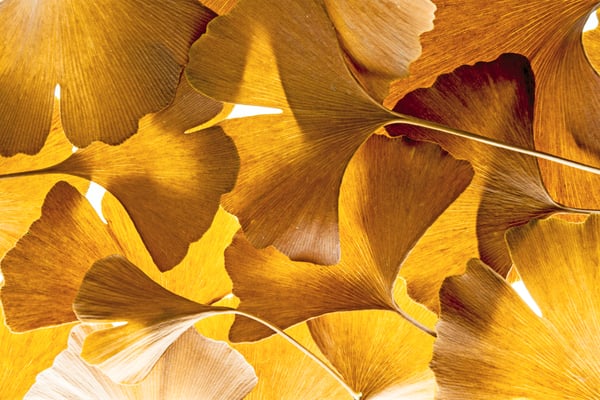 fortuna gold layered leaves